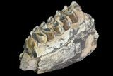 Oreodont Jaw Section With Teeth - South Dakota #81944-1